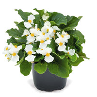 Begonia Whopper White with Green Leaf F1 Seed