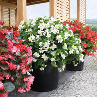 Begonia Whopper White with Green Leaf F1 Seed