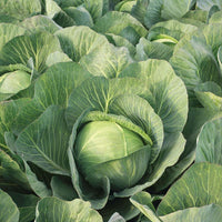 Cabbage Zenon F1 Raw Untreated - 5,000 seeds