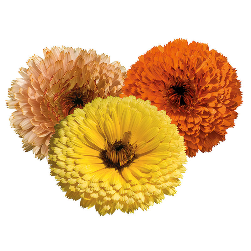 Calendula Touch of Red Mix Seed – Harris Seeds