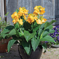 Canna Cannova Gold Leopard F1 Seed