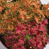 Coleus Colocha Mix Seed