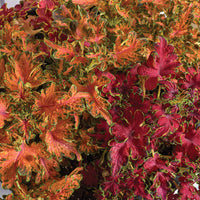 Coleus Colocha Mix Seed