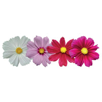 Cosmos Casanova Mix Seed