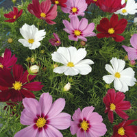 Cosmos Casanova Mix Seed