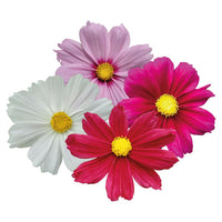Cosmos Casanova Mix Seed