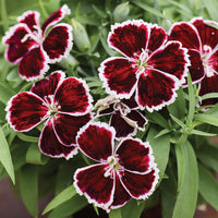 Dianthus Diana Crimson Bicolor F1 Seed
