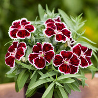 Dianthus Diana Crimson Bicolor F1 Seed