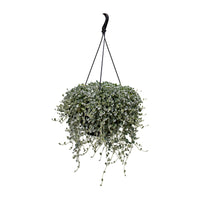 Dichondra Silver Surfer Seed