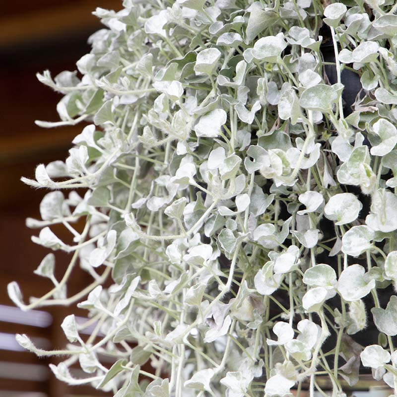 silver falls plant seeds Dichondra Silver Surfer Seed FILM COATED / 100 seeds / UNTREATED