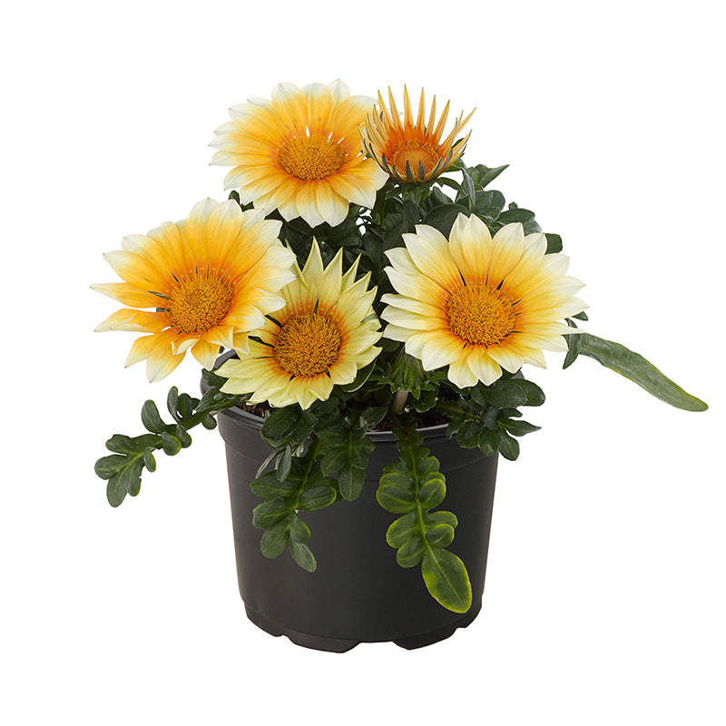 gazania plants in pots Gazania Zany Sunny-Side Up F1 Seed