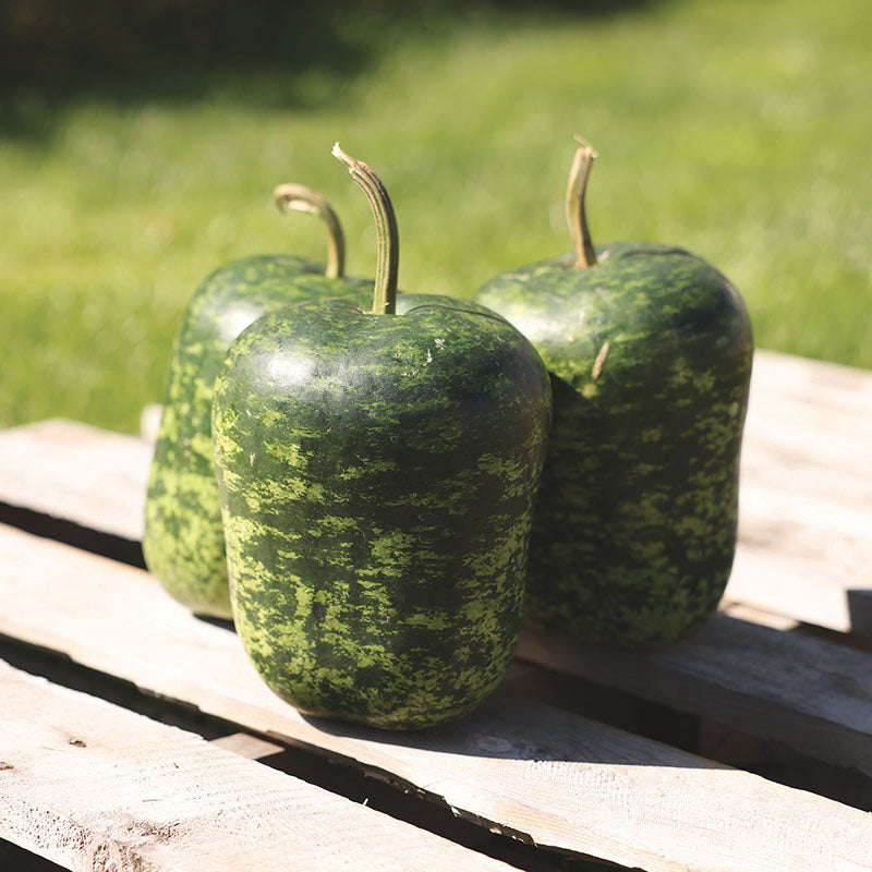 big plant seeds Gourd Big Apple Seed Untreated