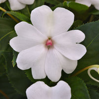 Impatiens Solarscape White Pearl F1 Seed