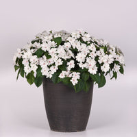 Impatiens Solarscape White Pearl F1 Seed