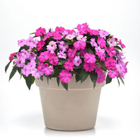 Impatiens Solarscape XL Brilliant Gems F1 Seed