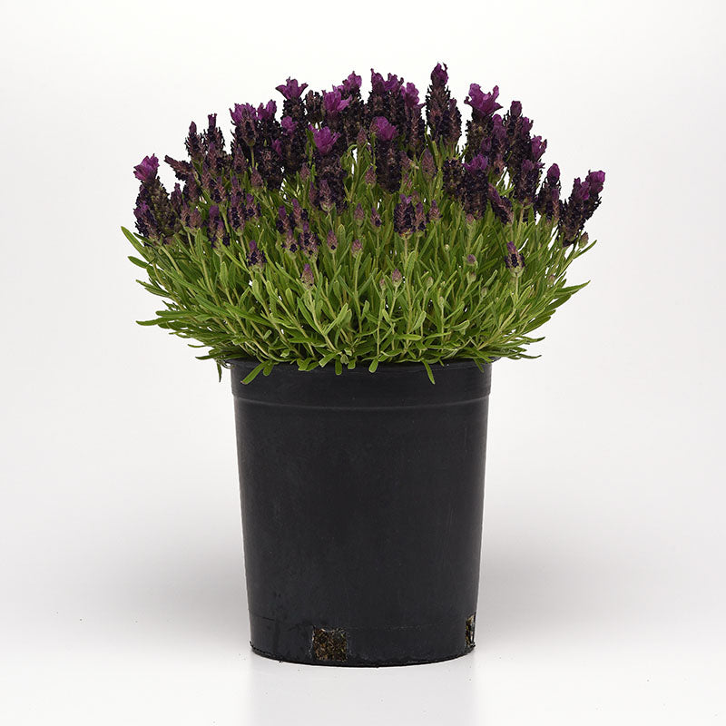 black lavender plant Lavender Bandera Deep Purple Seed