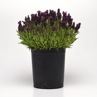 Lavender Bandera Deep Purple Seed
