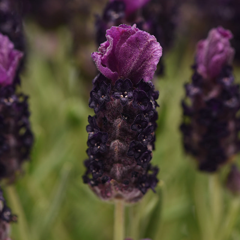 deep purple lavender plant Lavender Bandera Deep Purple Seed