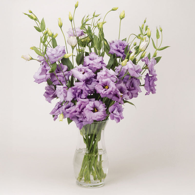 Lisianthus Voyage 2 Lavender F1 Seed – Harris Seeds