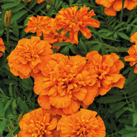 Marigold Super Hero Deep Orange Seed