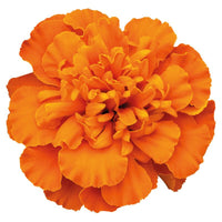 Marigold Super Hero Deep Orange Seed