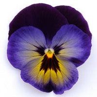 Pansy Matrix Midnight Glow F1 Seed