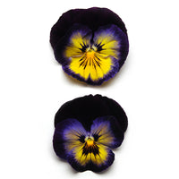 Pansy Matrix Midnight Glow F1 Seed