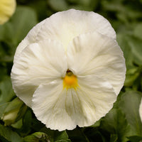 Pansy Matrix Primrose F1 Seed