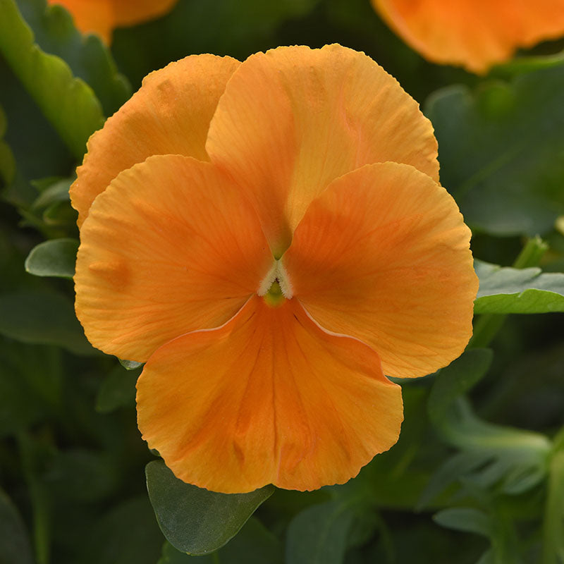 Pansy Top Wave Orange F1 Seed – Harris Seeds