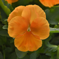Pansy Top Wave Orange F1 Seed