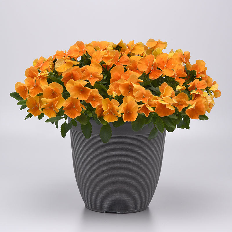 Pansy Top Wave Orange F1 Seed – Harris Seeds