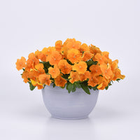Pansy Top Wave Orange F1 Seed