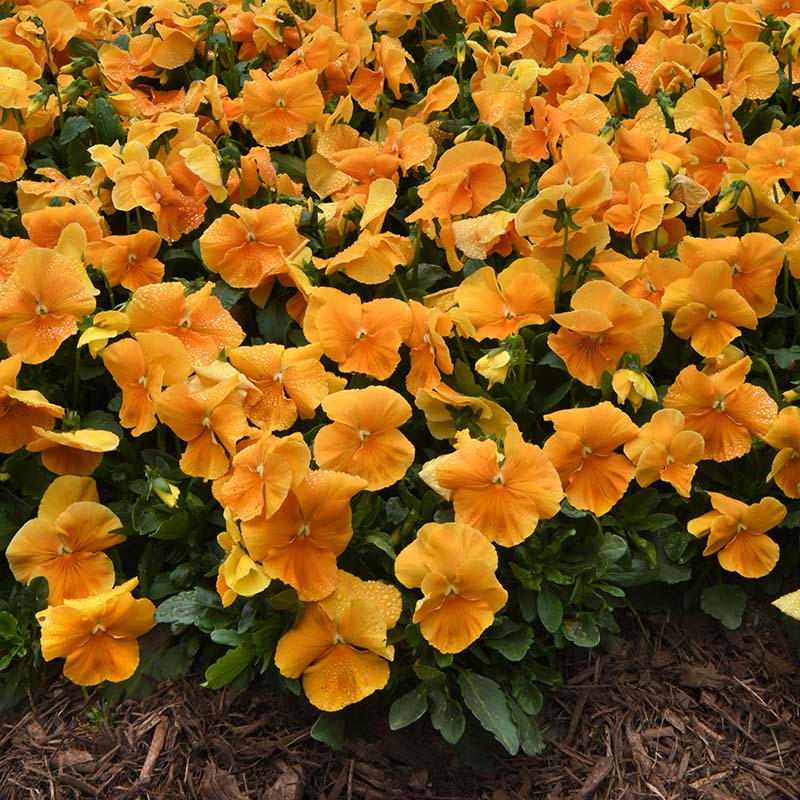 Pansy Top Wave Orange F1 Seed – Harris Seeds