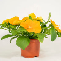 Pansy Top Wave Orange F1 Seed