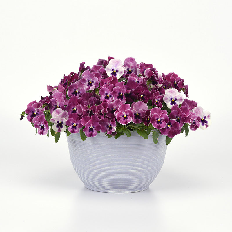 Pansy Top Wave Pink Shades F1 Seed – Harris Seeds
