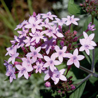 Pentas Northern Lights F1 Seed