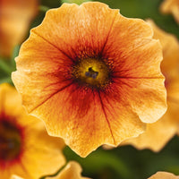 Petchoa Caliburst Nectarine F1 Seed