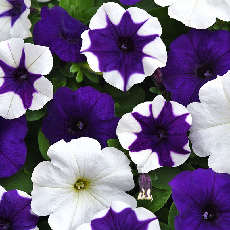 Petunia E3 Easy Wave Deja Vu Mix Seed – Harris Seeds