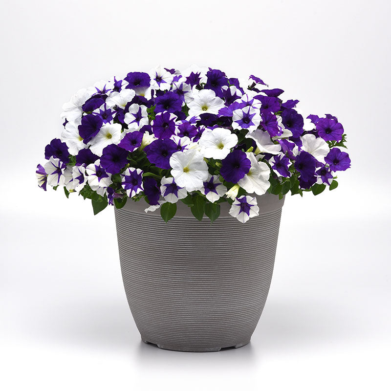 petunia potting mix Petunia E3 Easy Wave Deja Vu Mix Seed PELLETED / 100 seeds / UNTREATED