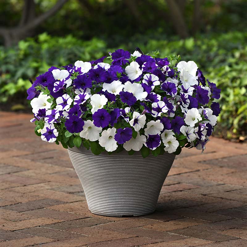 planting wave petunias in pots Petunia E3 Easy Wave Deja Vu Mix Seed – Harris Seeds