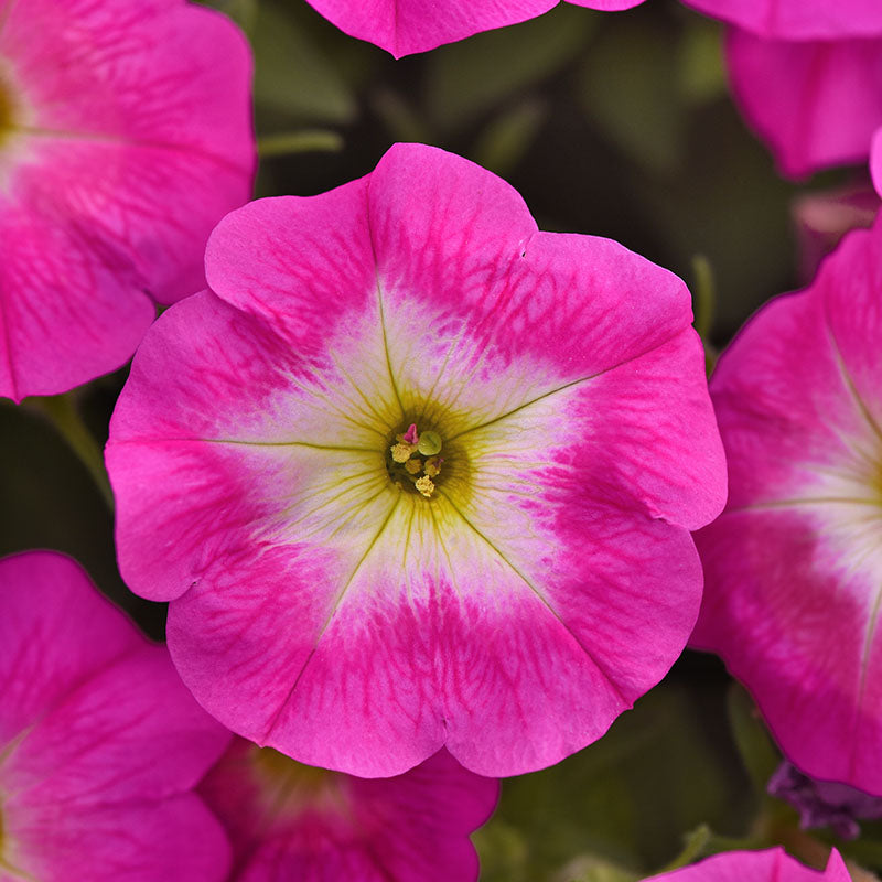 Petunia E3 Easy Wave Rose Morn Seed – Harris Seeds