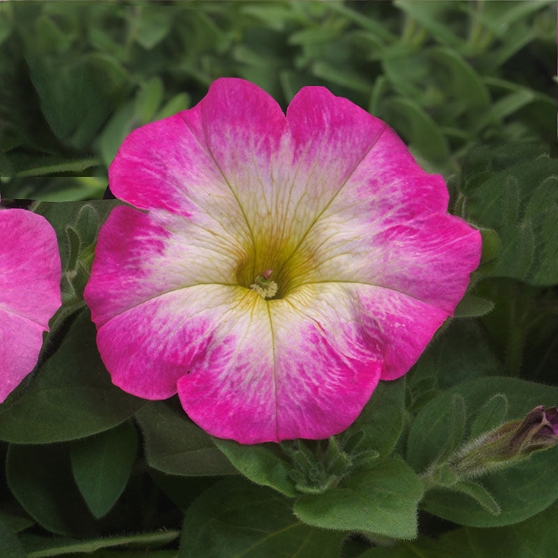 Petunia E3 Easy Wave Rose Morn Seed – Harris Seeds