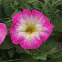 Petunia E3 Easy Wave Rose Morn Seed