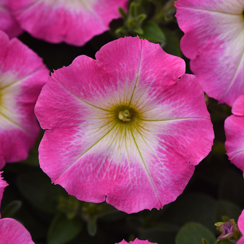 Petunia E3 Easy Wave Rose Morn Seed – Harris Seeds