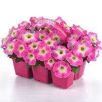 Petunia E3 Easy Wave Rose Morn Seed