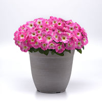 Petunia E3 Easy Wave Rose Morn Seed