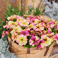 Petunia Shake Raspberry F1 Seed