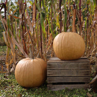 Pumpkin Cider F1 Seed