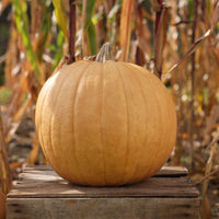 Pumpkin Cider F1 Seed