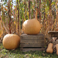 Pumpkin Cider F1 Seed